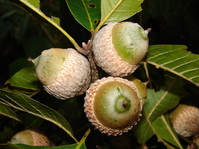 Colombian Oak Acorns