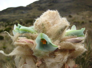 a flower from Iguaque